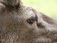 DSC 6641 : Aberfeldy Safari