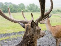 DSC 6642 : Aberfeldy Safari