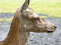 DSC 6643 : Aberfeldy Safari