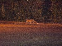 DSC 6490 : Poole Foxes