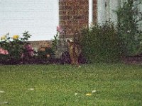 DSC 6491 : Poole Foxes