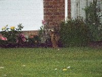 DSC 6492 : Poole Foxes