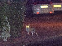 DSC 6493 : Poole Foxes
