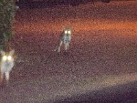 DSC 6495 : Poole Foxes