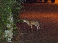 DSC 6496 : Poole Foxes