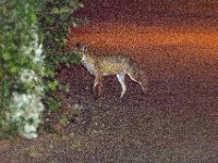 DSC 6497 : Poole Foxes
