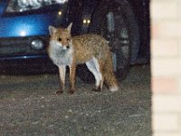 DSC 6500 : Poole Foxes