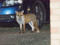DSC 6501 : Poole Foxes