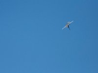 DSC 4699 : Sun N Fun Air Show
