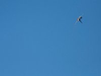 DSC 4700 : Sun N Fun Air Show
