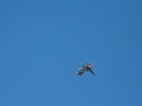 DSC 4827 : Sun N Fun Air Show