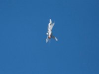 DSC 4900 : Sun N Fun Air Show