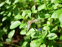 DSC 4325