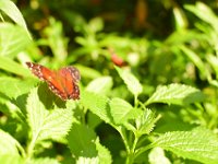 DSC 4365