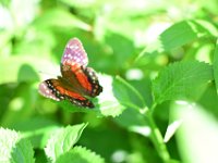 DSC 4378