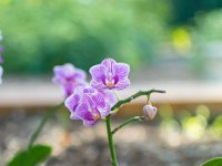 DSC 4448