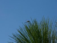 DSC 4058
