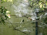 DSC 0117