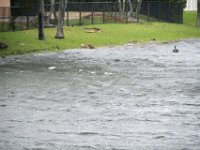 DSC 5103 : Hurricane Irma