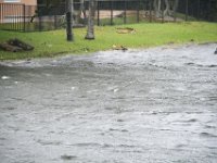 DSC 5104 : Hurricane Irma
