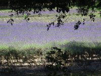 DSC05394