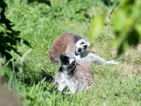 DSC 3645 : Jersey Zoo