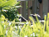 DSC 3651 : Jersey Zoo