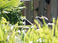 DSC 3652 : Jersey Zoo
