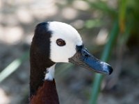 DSC 3656 : Jersey Zoo