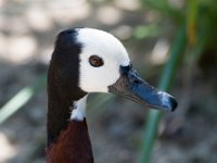 DSC 3657 : Jersey Zoo