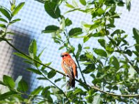 DSC 3672 : Jersey Zoo