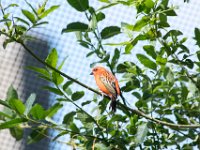 DSC 3673 : Jersey Zoo