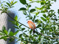 DSC 3674 : Jersey Zoo