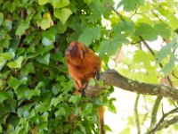 DSC 3677 : Jersey Zoo