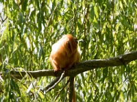 DSC 3700 : Jersey Zoo