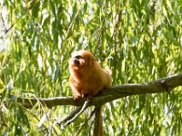 DSC 3702 : Jersey Zoo