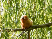 DSC 3704 : Jersey Zoo