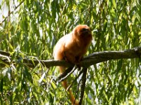 DSC 3705 : Jersey Zoo