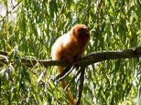 DSC 3706 : Jersey Zoo