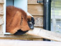 DSC 3707 : Jersey Zoo