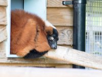 DSC 3708 : Jersey Zoo