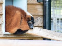 DSC 3709 : Jersey Zoo