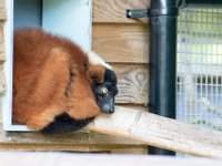 DSC 3710 : Jersey Zoo