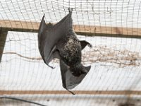 DSC 3711 : Jersey Zoo