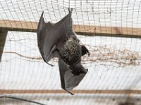 DSC 3712 : Jersey Zoo