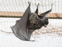 DSC 3714 : Jersey Zoo