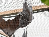 DSC 3715 : Jersey Zoo