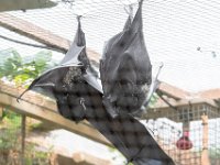 DSC 3717 : Jersey Zoo