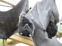 DSC 3719 : Jersey Zoo