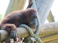 DSC 3720 : Jersey Zoo